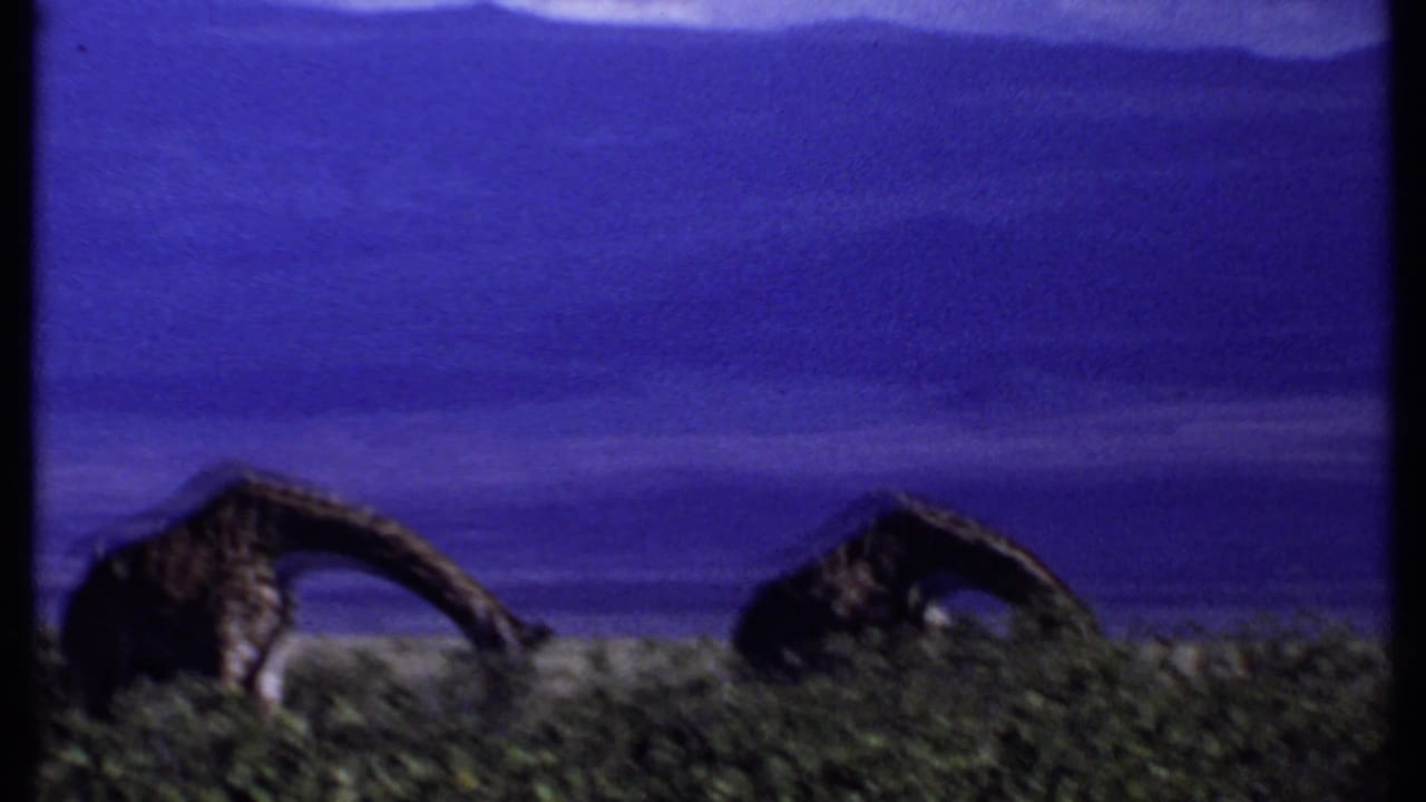 Two giraffes bend to feed in low greenery with distant mountains behind them.