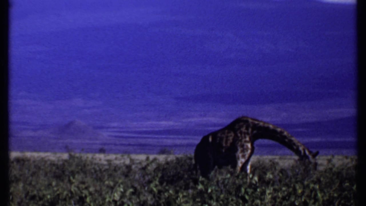 1969 Kenya 8mm frame with a giraffe feeding in shrubbery against a blue cast landscape and distant mountain ridge.