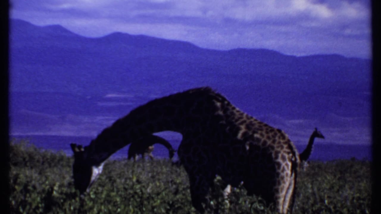 1969 Kenya 8mm frame showing a giraffe feeding in low brush, with a second giraffe partly visible and mountains beyond.