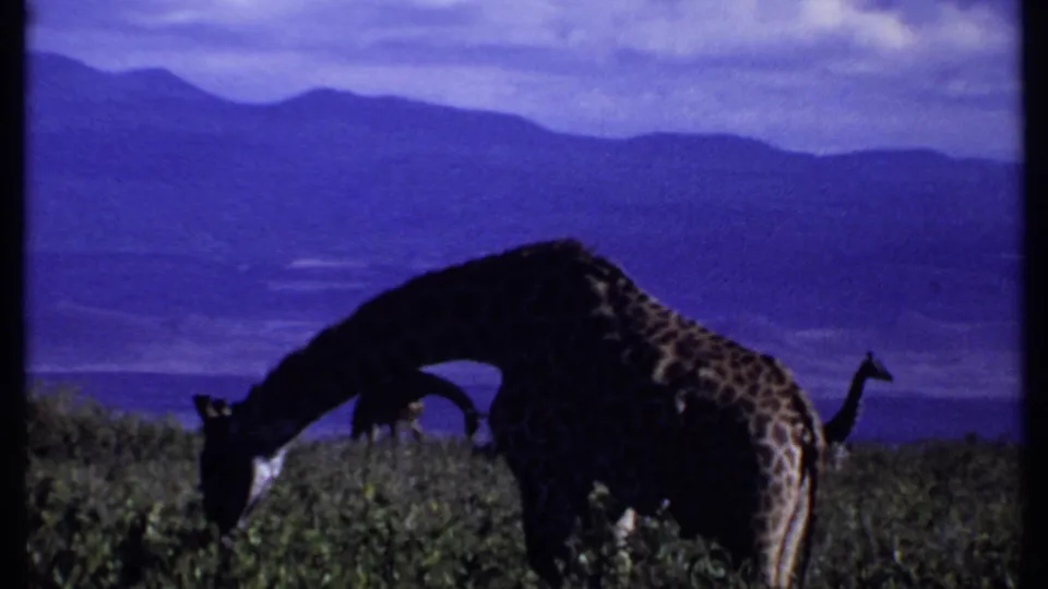1969 Kenya 8mm frame showing a giraffe feeding in low brush, with a second giraffe partly visible and mountains beyond.