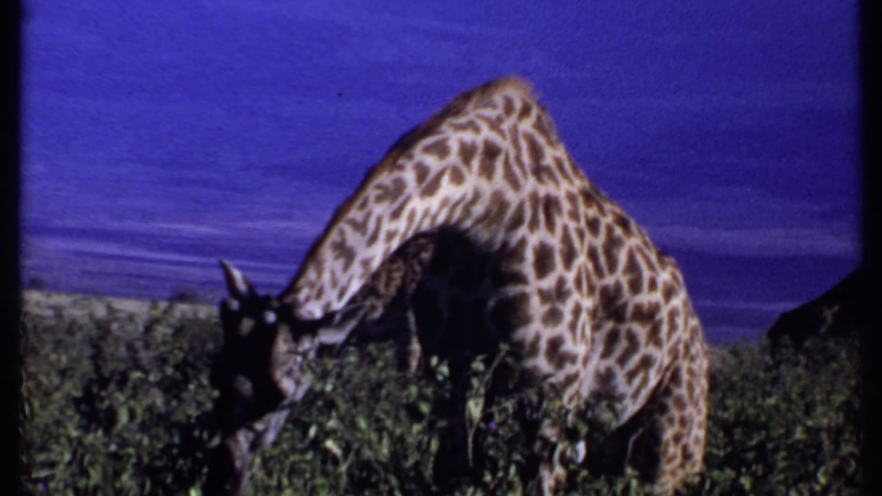 1969 Kenya 8mm frame of a giraffe bending down to browse in dense greenery, with distant mountains and blue sky behind.
