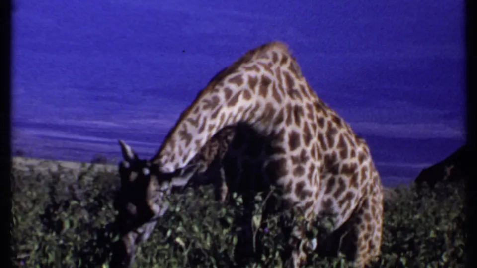 1969 Kenya 8mm frame of a giraffe bending down to browse in dense greenery, with distant mountains and blue sky behind.