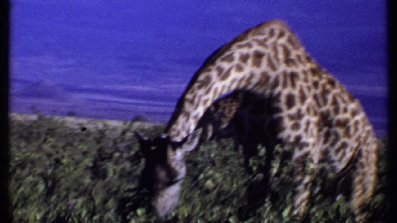Giraffe bends to feed among green shrubs under a blue sky.