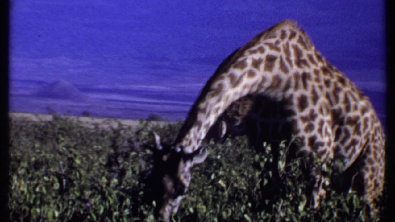 Giraffe grazes with its head down in dense green vegetation.