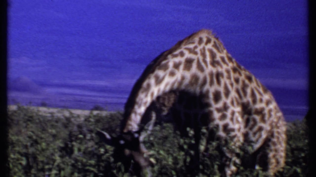 1969 Kenya 8mm frame with the giraffe closer in view, head lowered into vegetation against open grassland and blue sky.