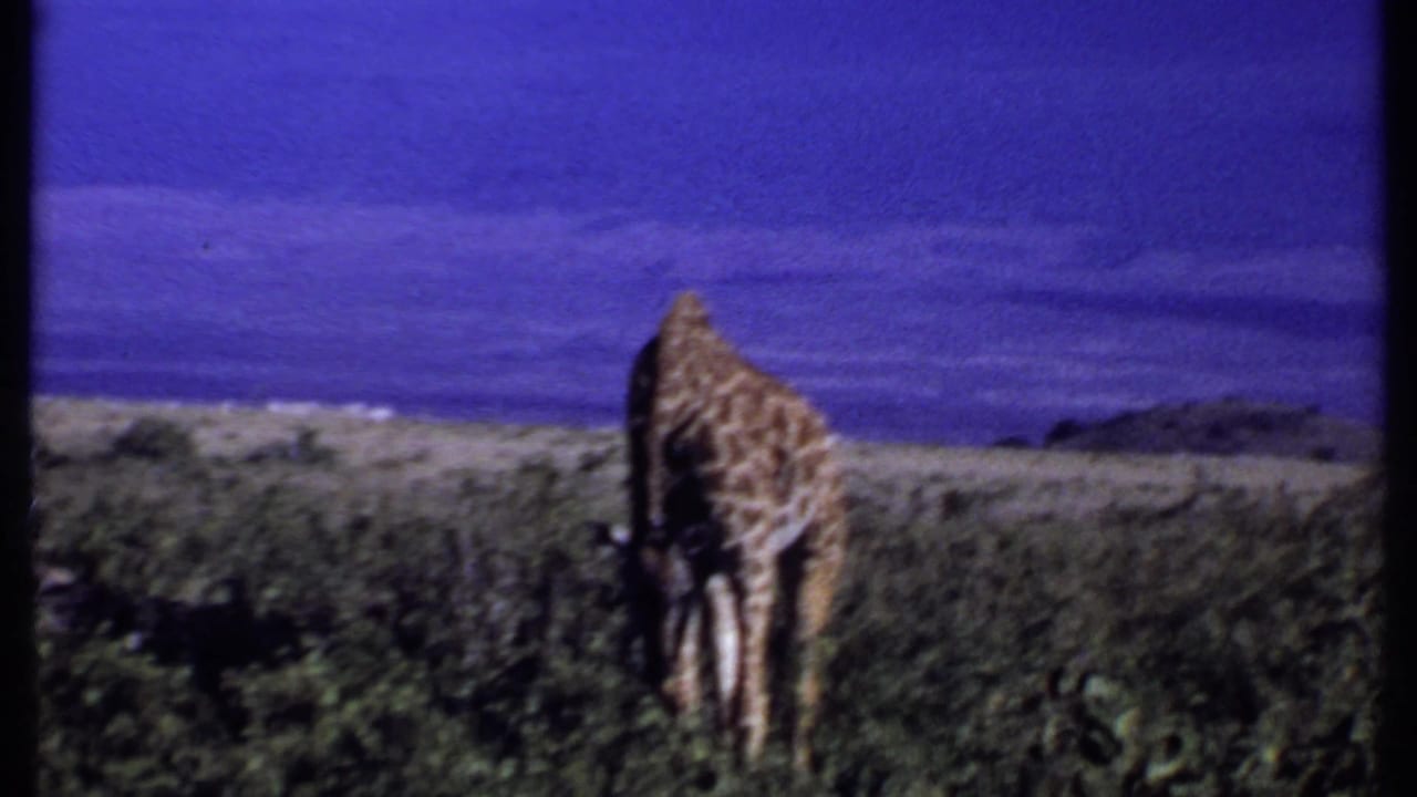 1969 Kenya 8mm frame showing the giraffe more distant in the savanna, partly turned away amid shrubs and open terrain.