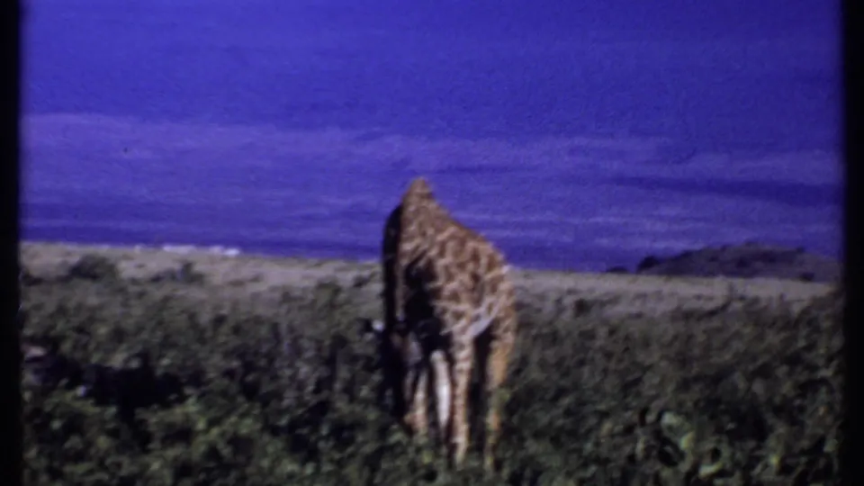 1969 Kenya 8mm frame showing the giraffe more distant in the savanna, partly turned away amid shrubs and open terrain.