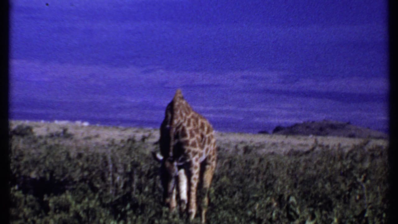 Giraffe seen from behind while grazing in low shrubs under a blue-purple sky.