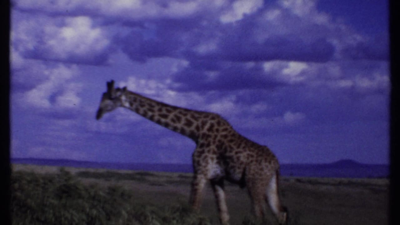 Side view of a giraffe walking or lowering its head on open savanna beneath clouds.