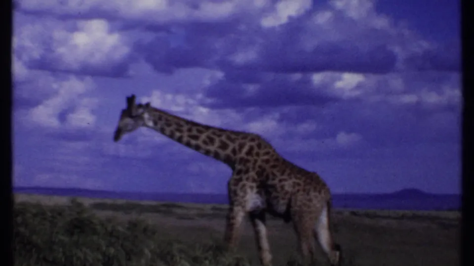 1969 Kenya 8mm frame with a side view of a giraffe on open savanna under clouded purple-blue sky.