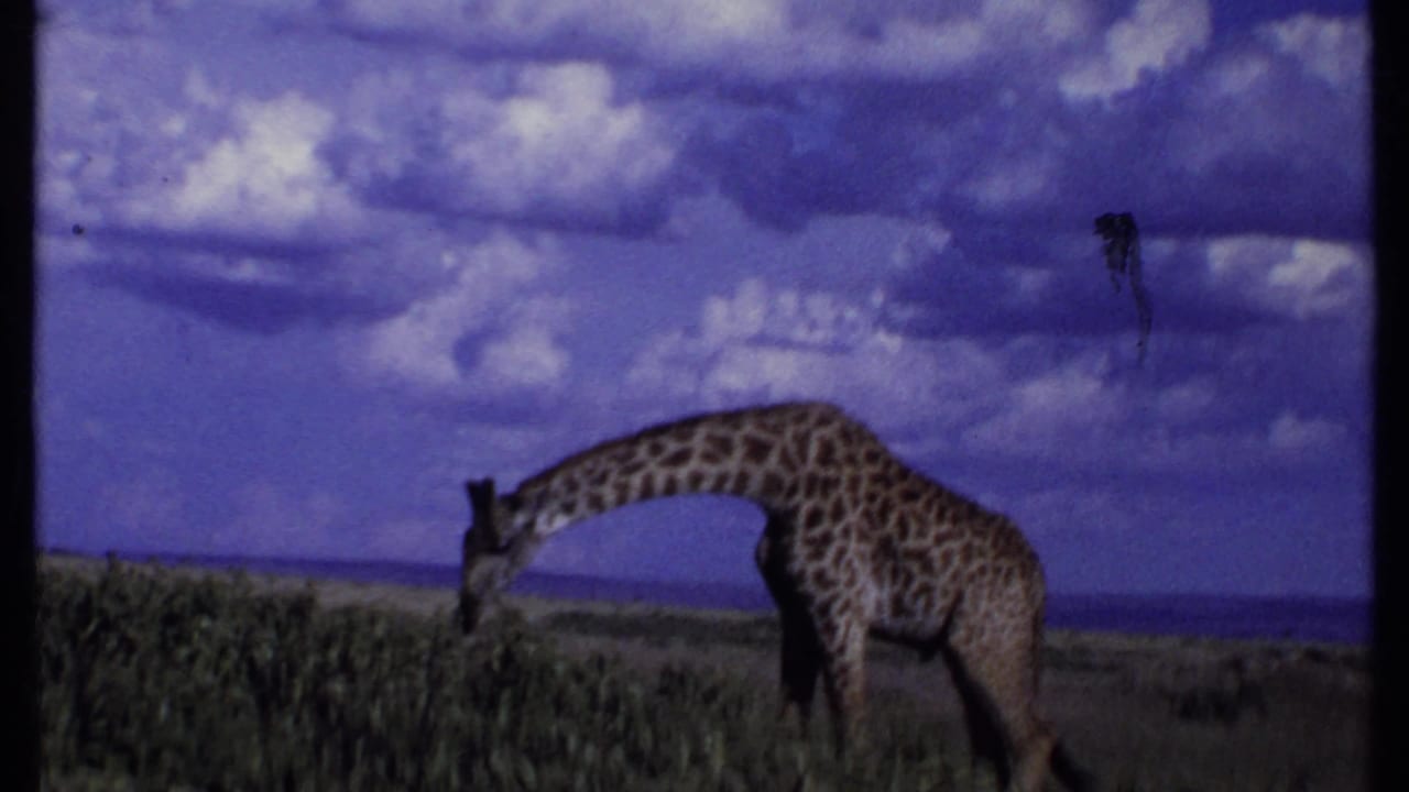 1969 Kenya 8mm frame showing a giraffe bending to feed in shrubs on the savanna.