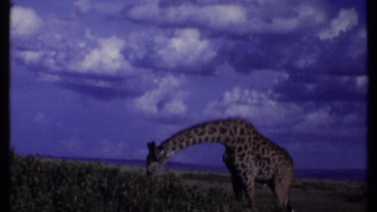 1969 Kenya 8mm frame of a giraffe grazing beside scrub vegetation on an open savanna landscape.