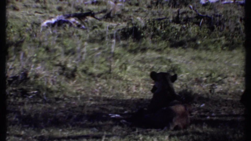 In Kenya 1969 home-movie footage, a lioness rests in shade while cubs stay close in dry grass.