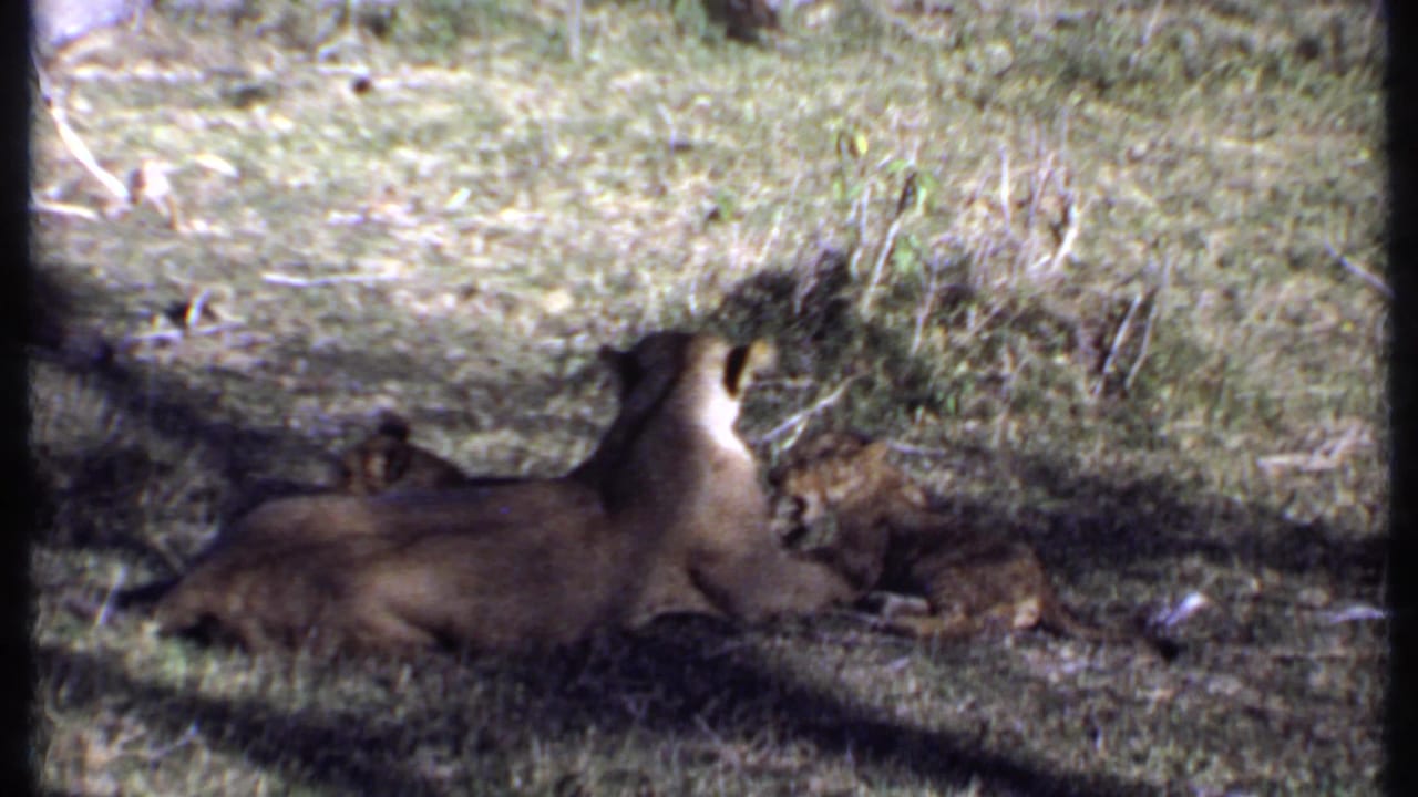 Lioness lying on grass with a small cub visible near her back.