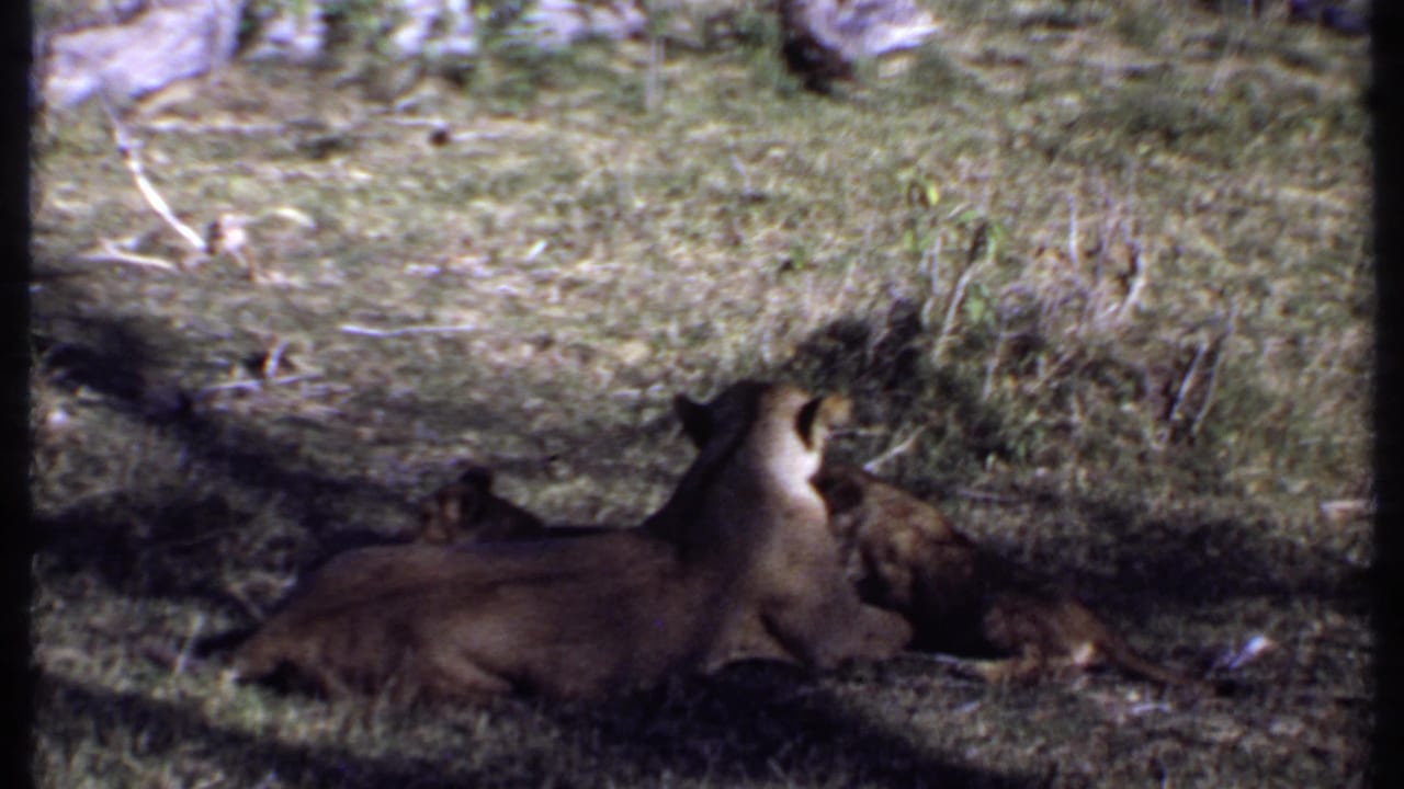 The 1969 Kenya footage shows a reclining lioness with cubs close to her face and paws in shaded grass.
