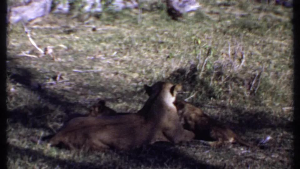 The 1969 Kenya footage shows a reclining lioness with cubs close to her face and paws in shaded grass.