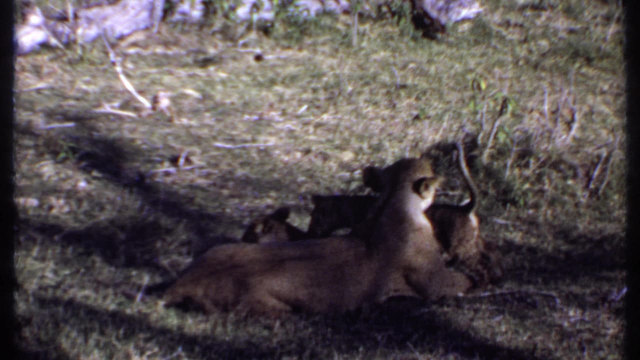A lioness rests in the Kenya 1969 home-movie frame while a cub sits or stands close beside her in the grass.