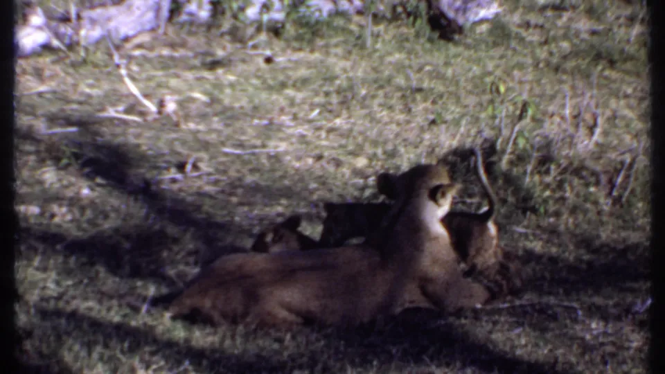 A lioness rests in the Kenya 1969 home-movie frame while a cub sits or stands close beside her in the grass.