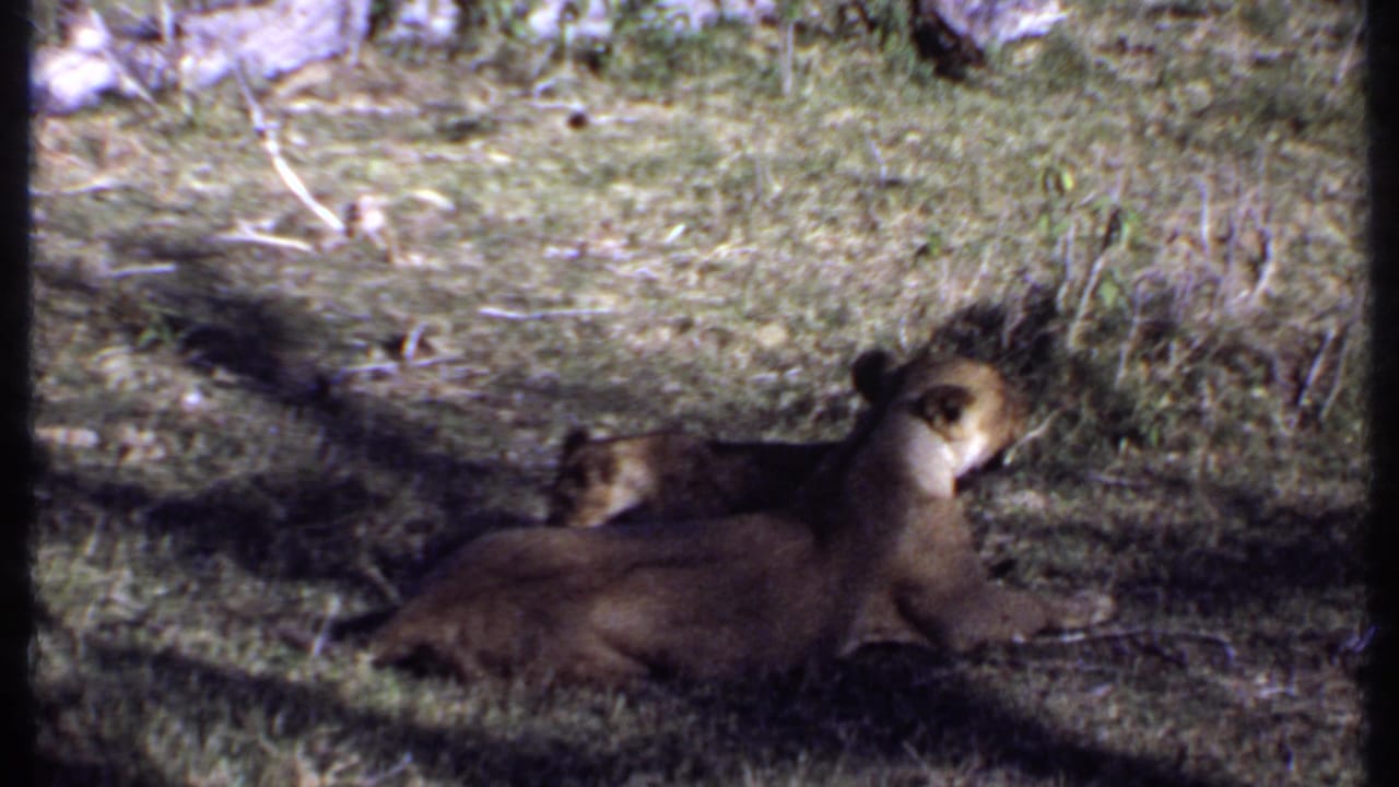 1969 Kenya 8mm frame showing a lion cub lying in grass beside brush and dry ground cover.