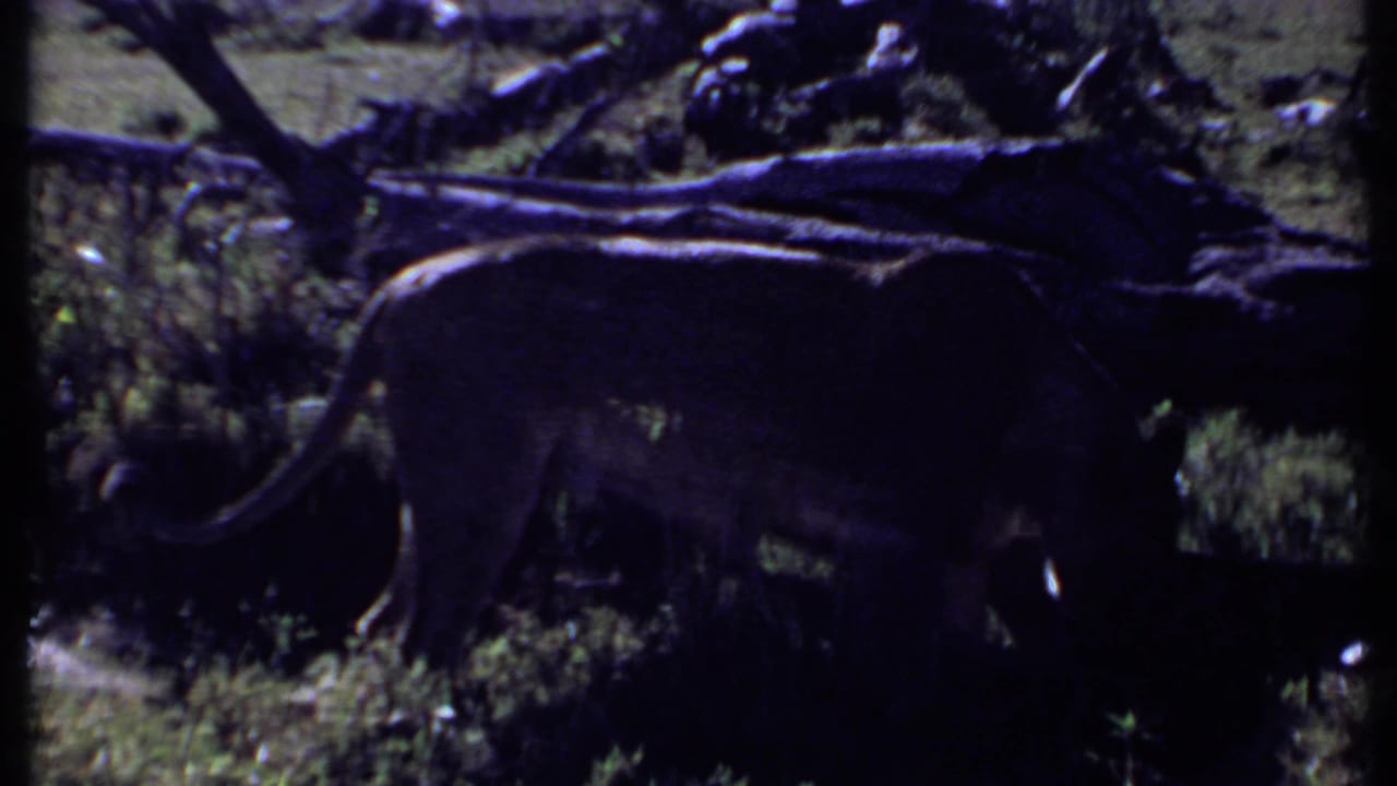 Lioness walking beside fallen branches in shadow.
