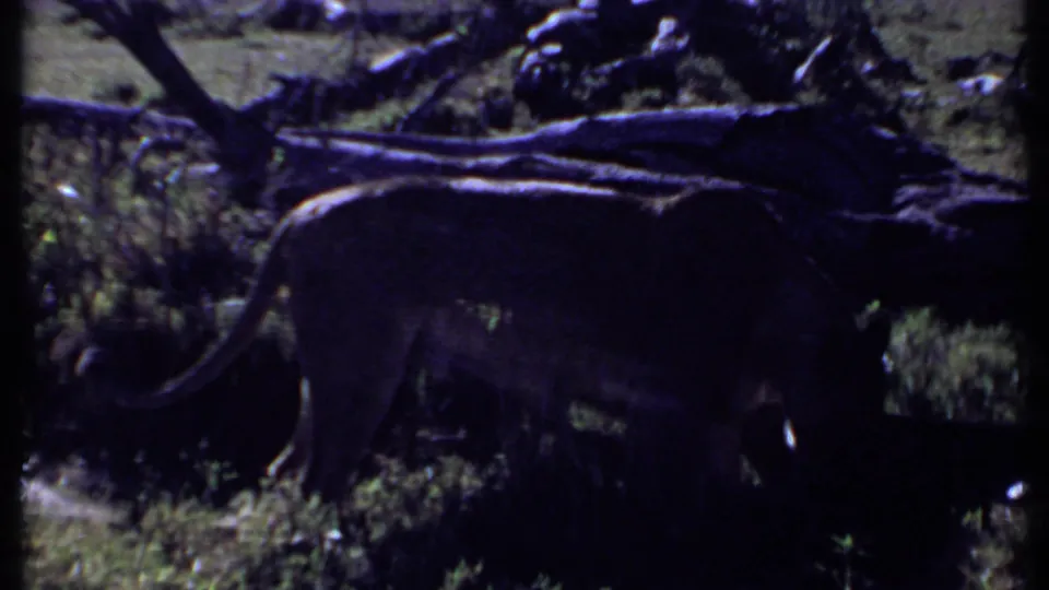 1969 Kenya 8mm frame showing a lioness partly in shade near fallen branches and low vegetation.