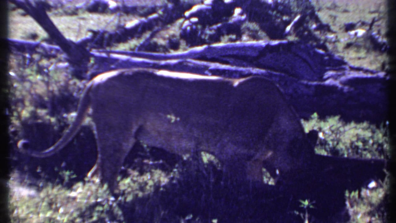 1969 Kenya 8mm frame showing a lioness in profile walking through brush with fallen logs behind her.