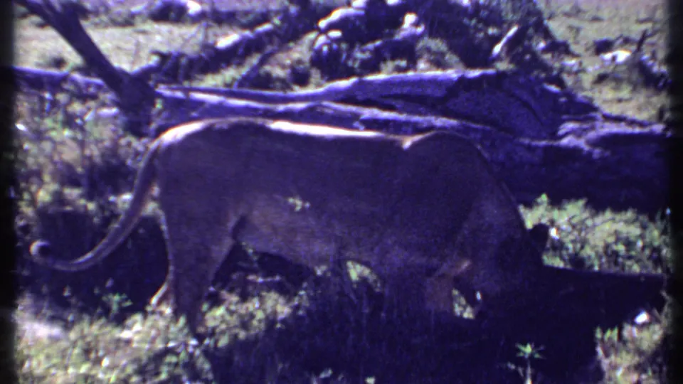 1969 Kenya 8mm frame showing a lioness in profile walking through brush with fallen logs behind her.