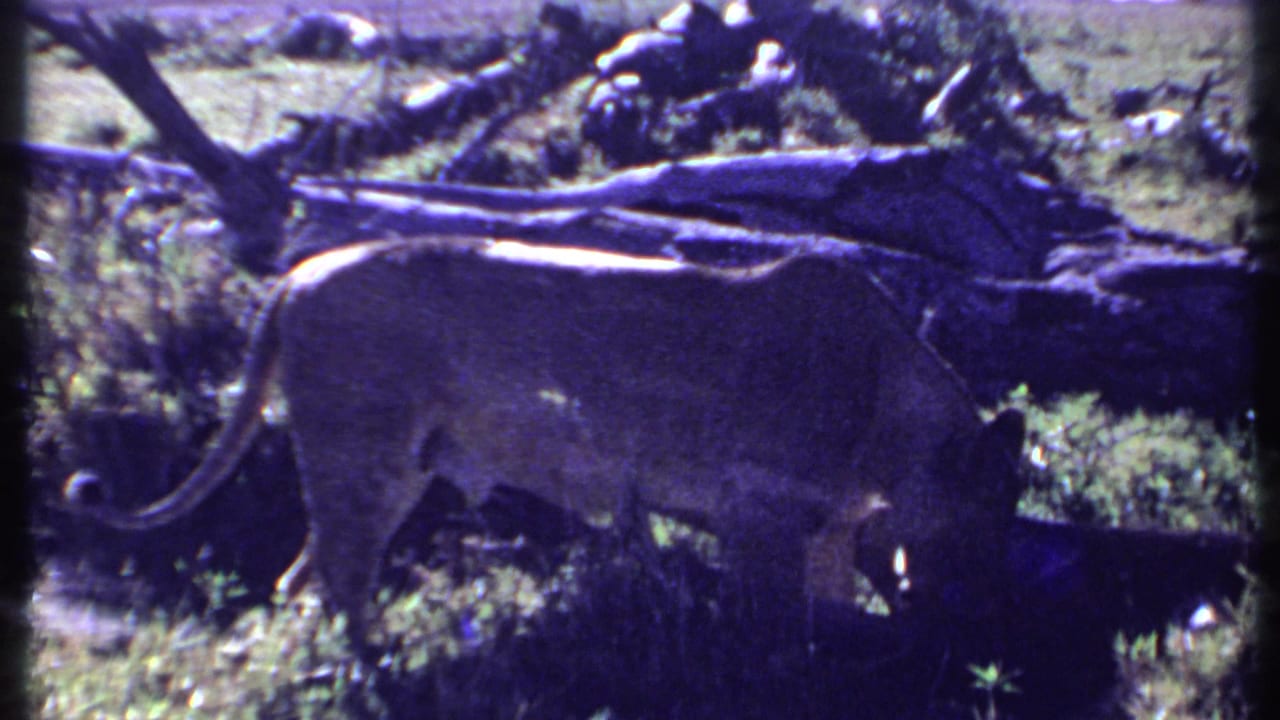 1969 Kenya 8mm frame showing a lioness walking through grass beneath fallen branches and brush.