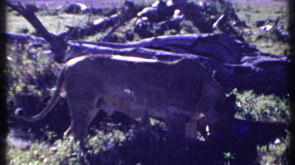 1969 Kenya 8mm frame showing a lioness walking through grass beneath fallen branches and brush.