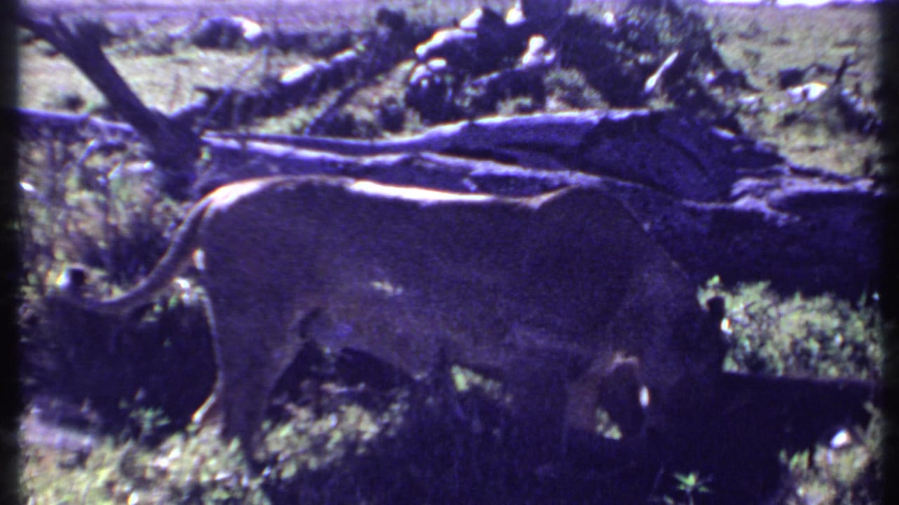 Lion walking beside a fallen tree trunk in grassy savanna.