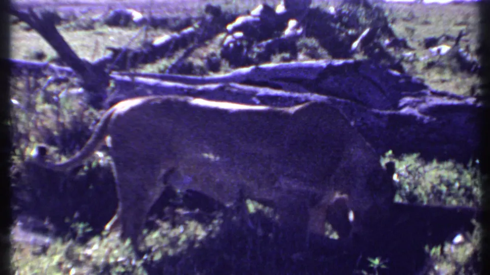 1969 Kenya 8mm frame showing a lion partly obscured by a fallen tree trunk in grassland.