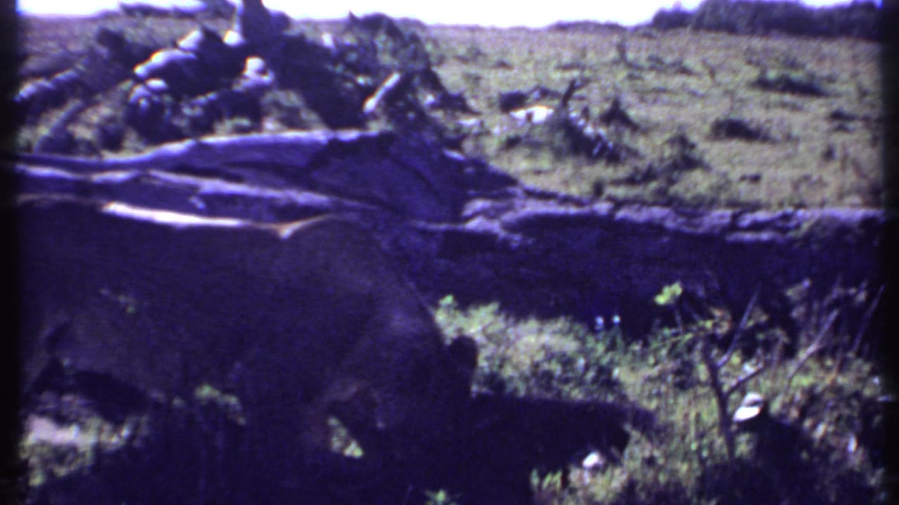 Lion partly hidden behind a dark fallen trunk in grass.