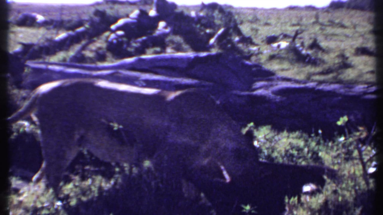 Vintage 8mm Kenya frame showing a lion close to a fallen tree, with soft focus and strong color shift.