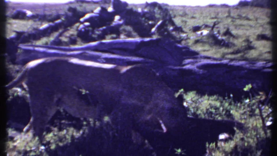 Vintage 8mm Kenya frame showing a lion close to a fallen tree, with soft focus and strong color shift.