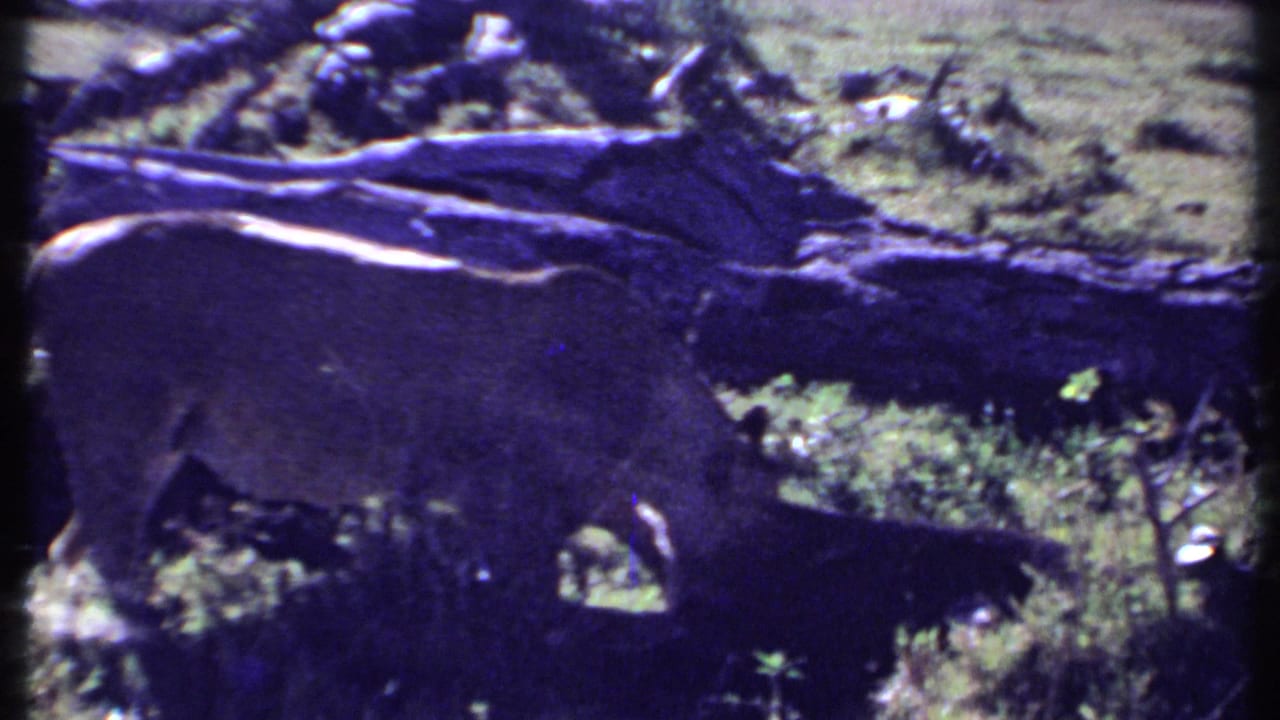 1969 Kenya 8mm still of a lion moving across grass in front of a fallen trunk and scattered scrub.