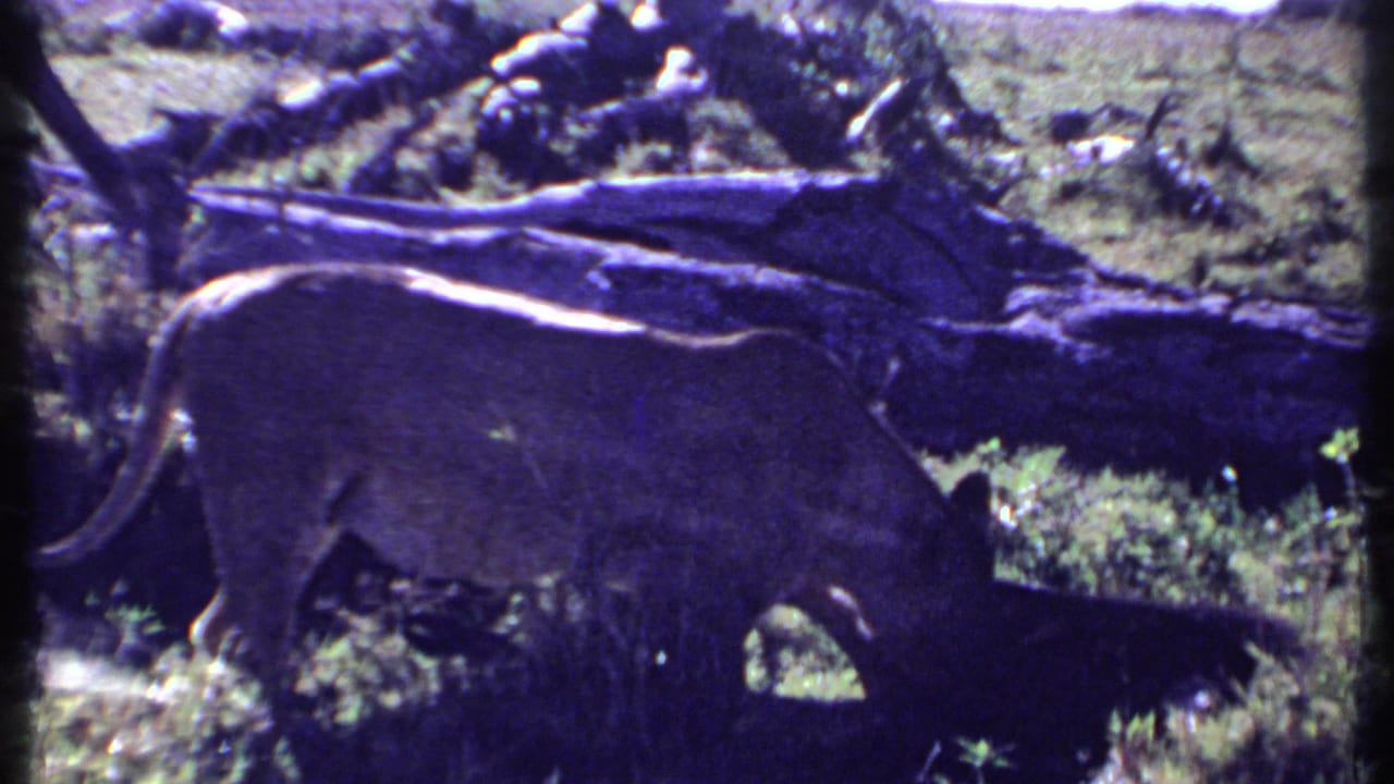 Lioness walking through grass beside a fallen log in open savannah.