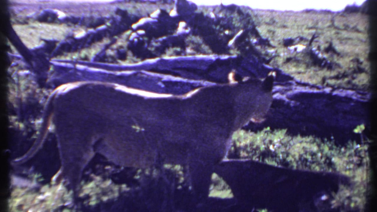 Lioness in profile near a fallen log and low vegetation.