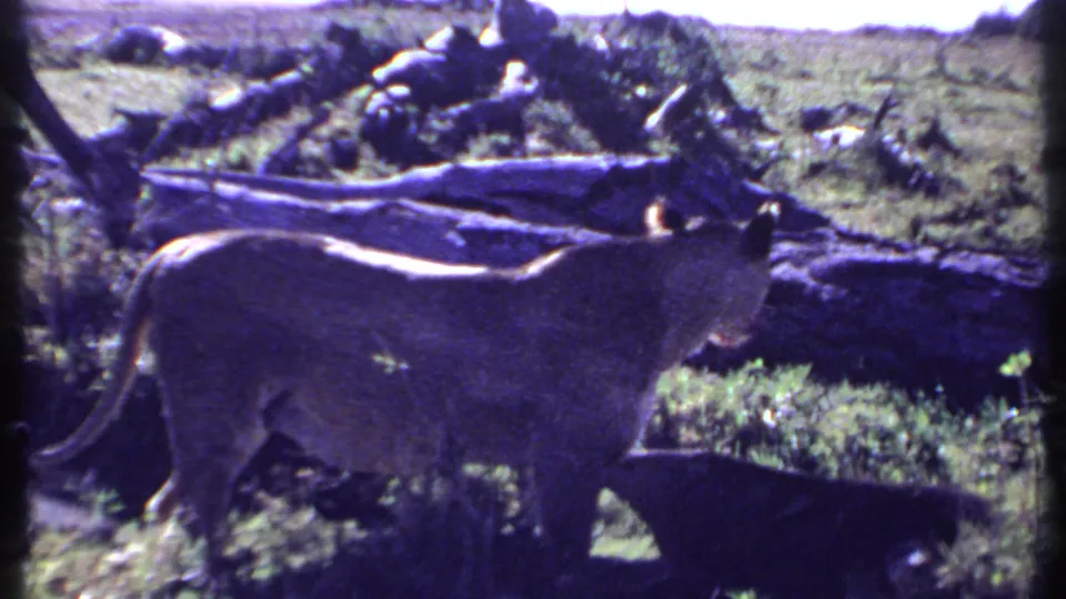 1969 Kenya wildlife frame with a lioness in profile moving past a fallen log across sunlit savannah grass.