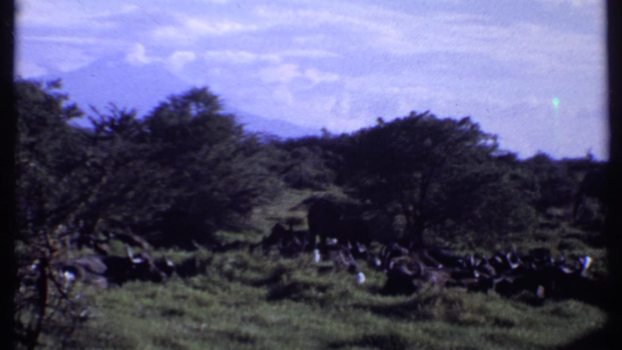 Wide 1969 Kenya 8mm view of savannah with scattered trees, distant hills, and a herd gathered in the grass.