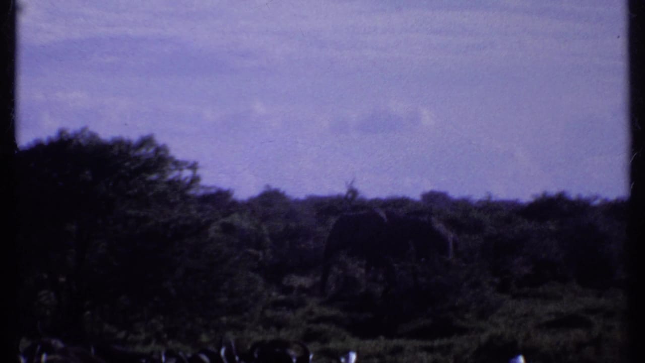 1969 Kenya 8mm frame showing a distant elephant-like animal partly hidden among dark savanna brush beneath a pale sky.
