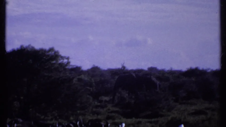 1969 Kenya 8mm frame showing a distant elephant-like animal partly hidden among dark savanna brush beneath a pale sky.