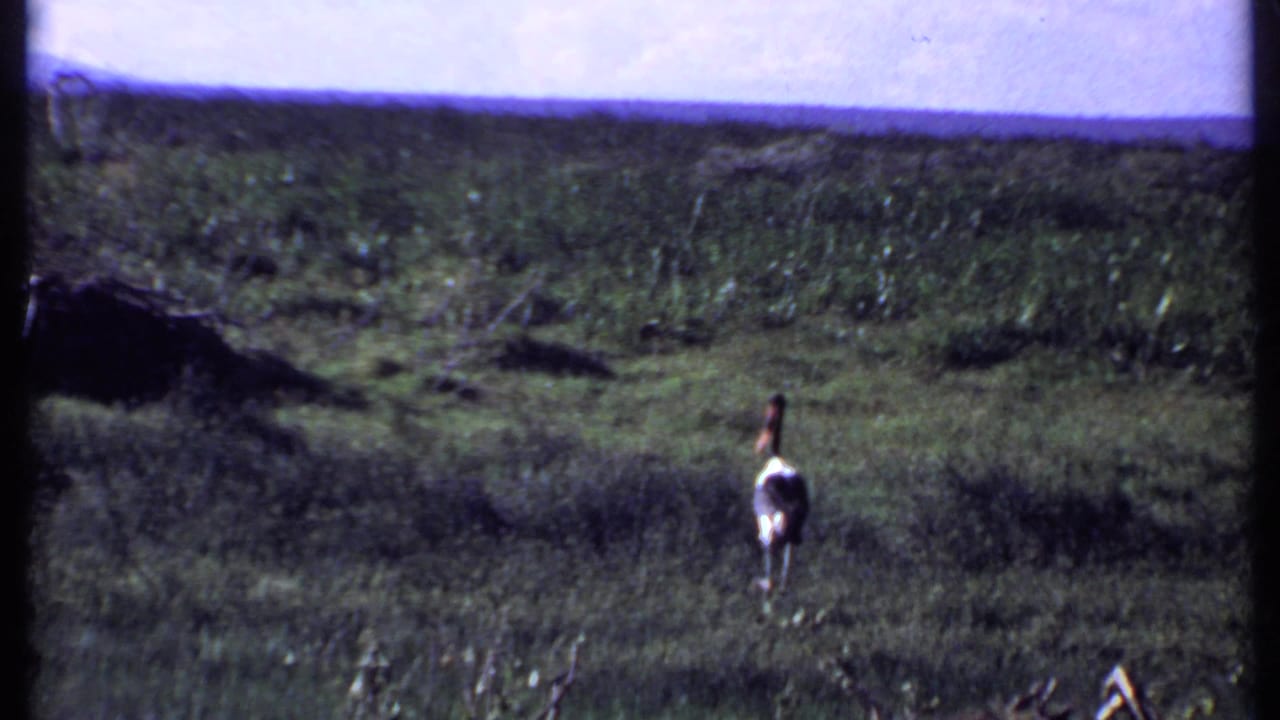 Lone ostrich standing in open green grass with a low dark horizon behind it.