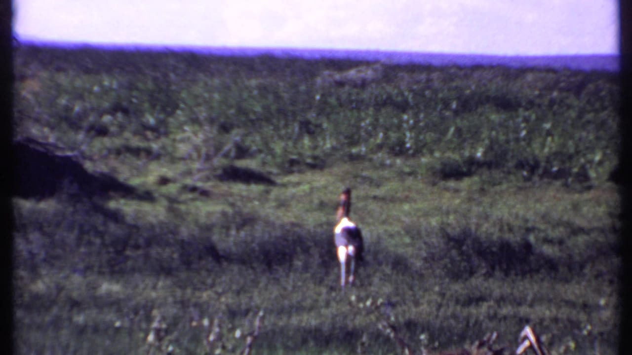1969 Kenya 8mm frame showing an ostrich walking through green savanna grass, with distant vegetation and a soft horizon line.
