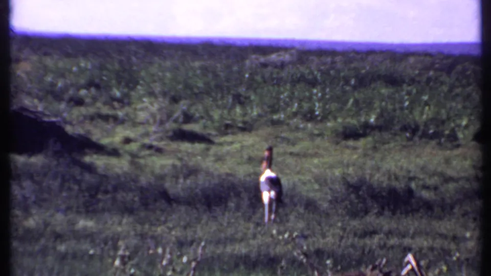 1969 Kenya 8mm frame showing an ostrich walking through green savanna grass, with distant vegetation and a soft horizon line.