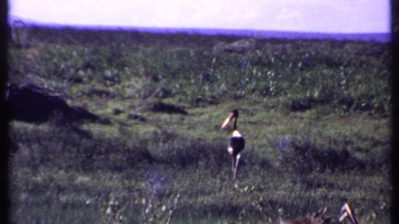 1969 Kenya 8mm frame of an ostrich viewed from behind as it moves through tall green grass in the savanna.