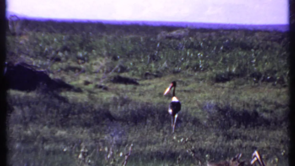 1969 Kenya 8mm frame of an ostrich viewed from behind as it moves through tall green grass in the savanna.