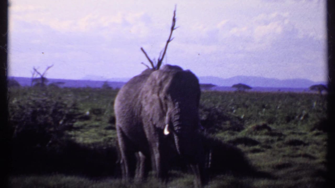 Elephant with tusks standing in savanna grassland under a cloudy sky.