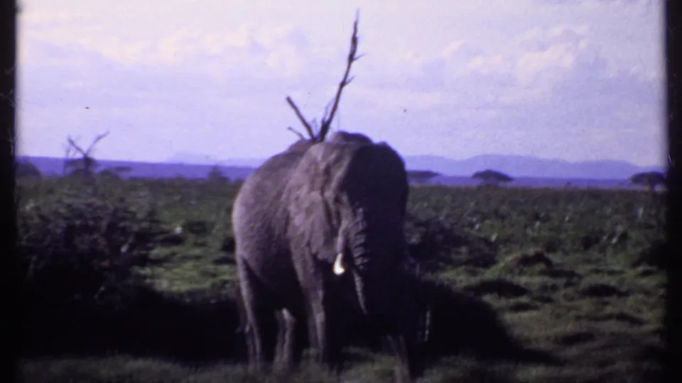 1969 Kenya 8mm frame showing an African elephant with visible tusks standing near shrubs in open savanna with distant hills.