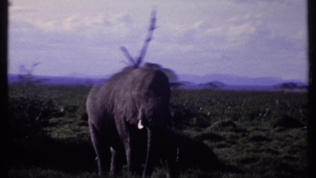 Elephant standing near shrubs with open grassland and distant horizon behind it.