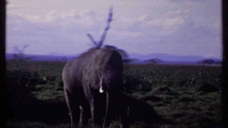 1969 Kenya home-movie frame of a tusked elephant standing in savanna vegetation beneath a bright, clouded sky.